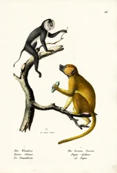 Langur Gris, 1824